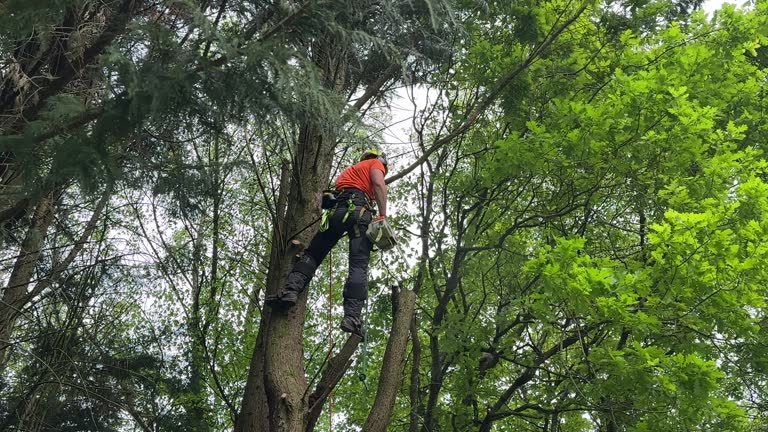 How Our Tree Care Process Works  in  Ballston Spa, NY