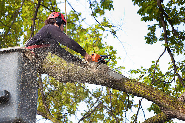 Best Soil Testing and Treatment  in Ballston Spa, NY